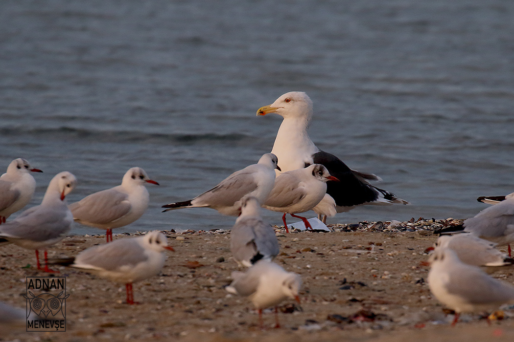 Great Black-backed Gull